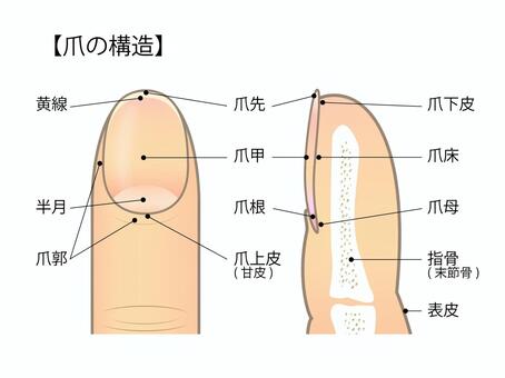 爪の構造を説明するイラスト
